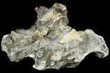 Polished, Agatized Fossil Coral - Florida #188004-1